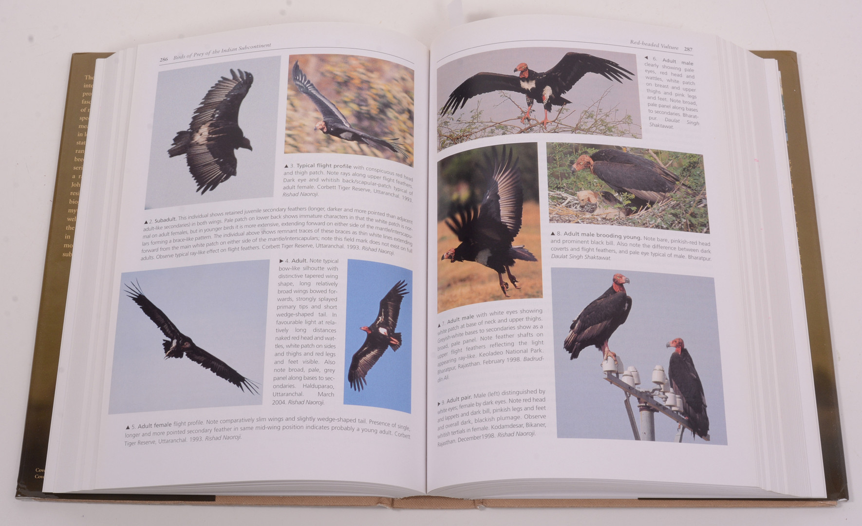 Images for 1318327. Birds of prey of the Indian subcontinent