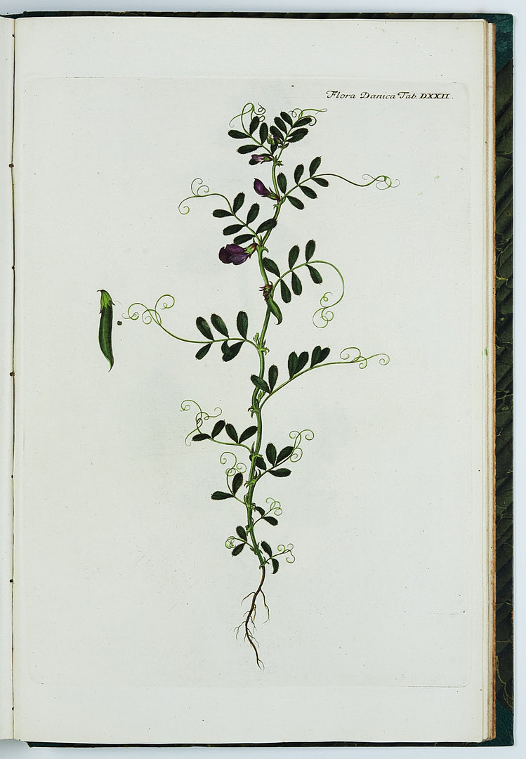 FAMOUS FLORA DANICA with almost 3000 plates, vol. III-XVII and Supplement in 17 volumes. and 3 more.