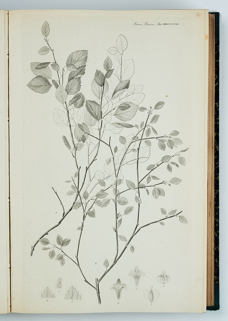 FAMOUS FLORA DANICA with almost 3000 plates, vol. III-XVII and Supplement in 17 volumes. and 3 more.