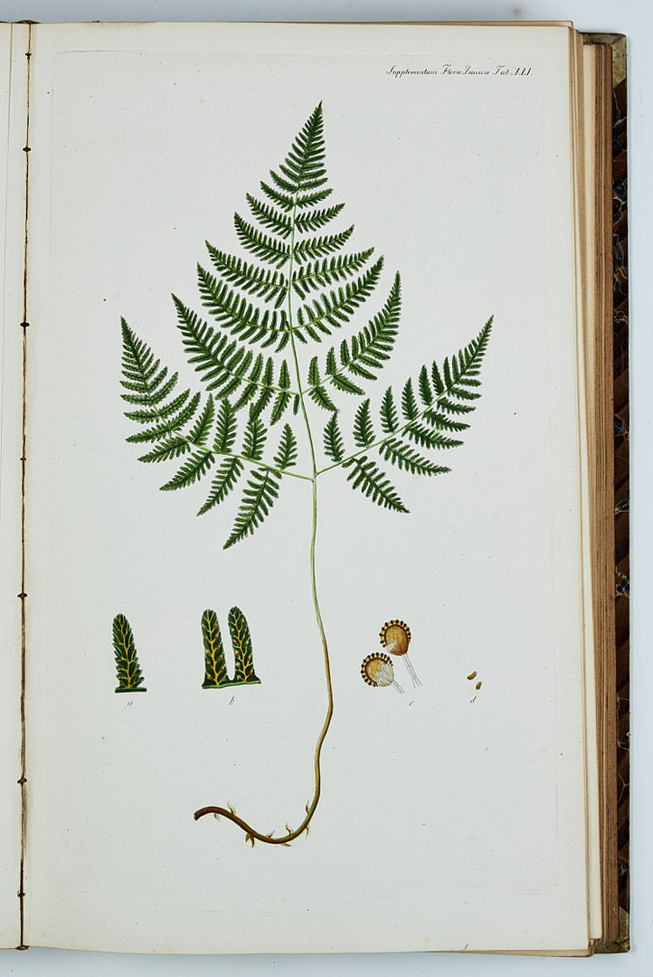 FAMOUS FLORA DANICA with almost 3000 plates, vol. III-XVII and Supplement in 17 volumes. and 3 more.