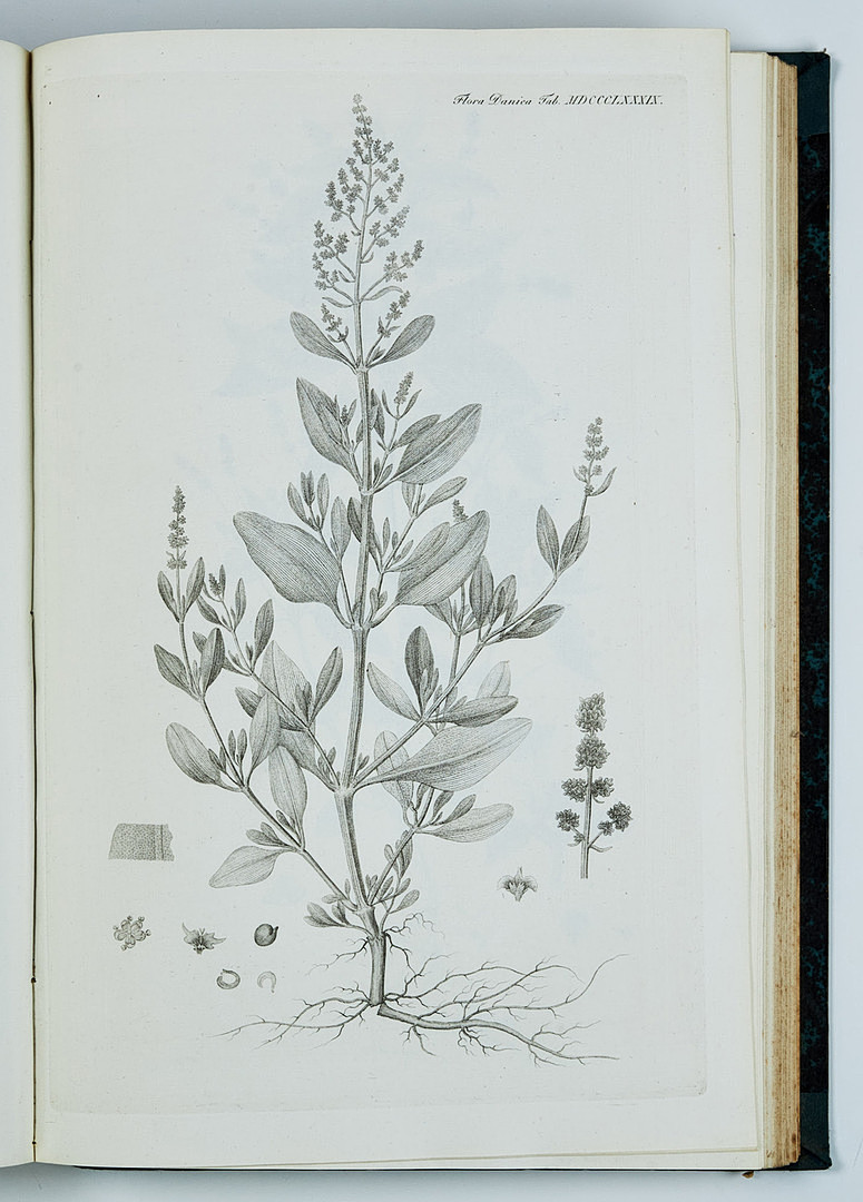 FAMOUS FLORA DANICA with almost 3000 plates, vol. III-XVII and Supplement in 17 volumes. and 3 more.