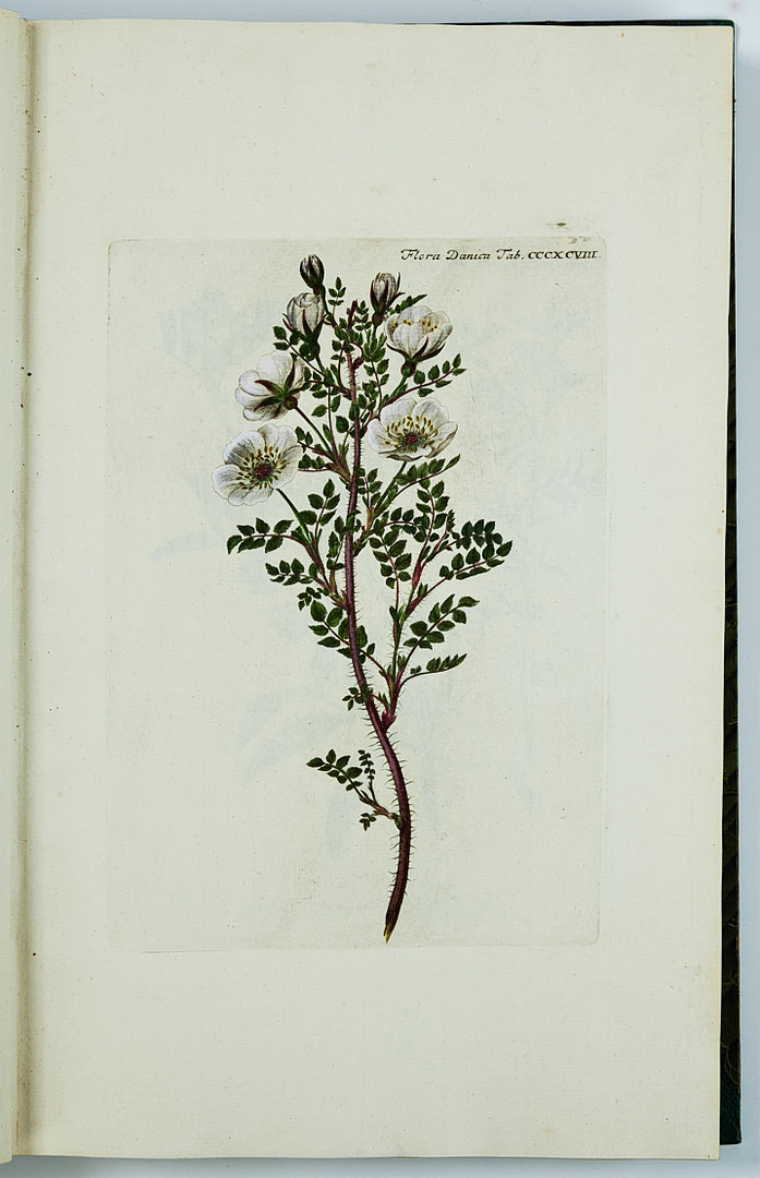 FAMOUS FLORA DANICA with almost 3000 plates, vol. III-XVII and Supplement in 17 volumes. and 3 more.
