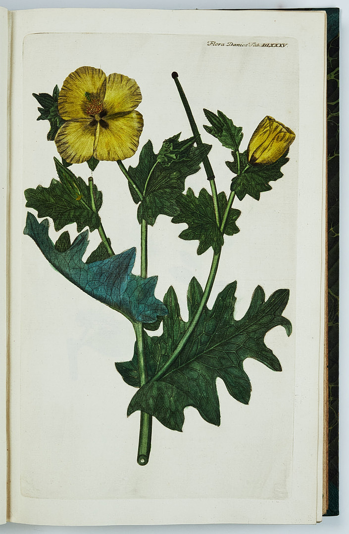 FAMOUS FLORA DANICA with almost 3000 plates, vol. III-XVII and Supplement in 17 volumes. and 3 more.