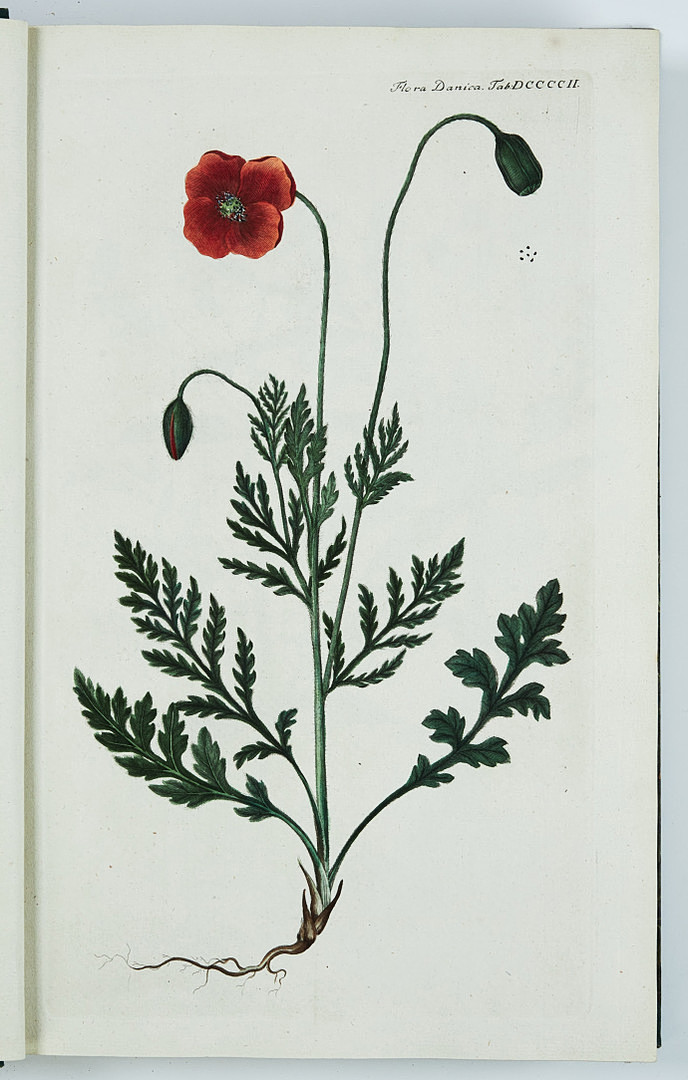 FAMOUS FLORA DANICA with almost 3000 plates, vol. III-XVII and Supplement in 17 volumes. and 3 more.