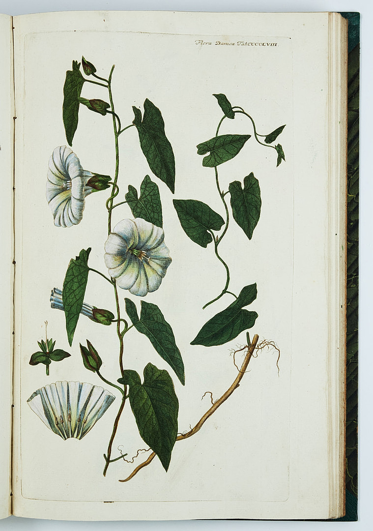 FAMOUS FLORA DANICA with almost 3000 plates, vol. III-XVII and Supplement in 17 volumes. and 3 more.