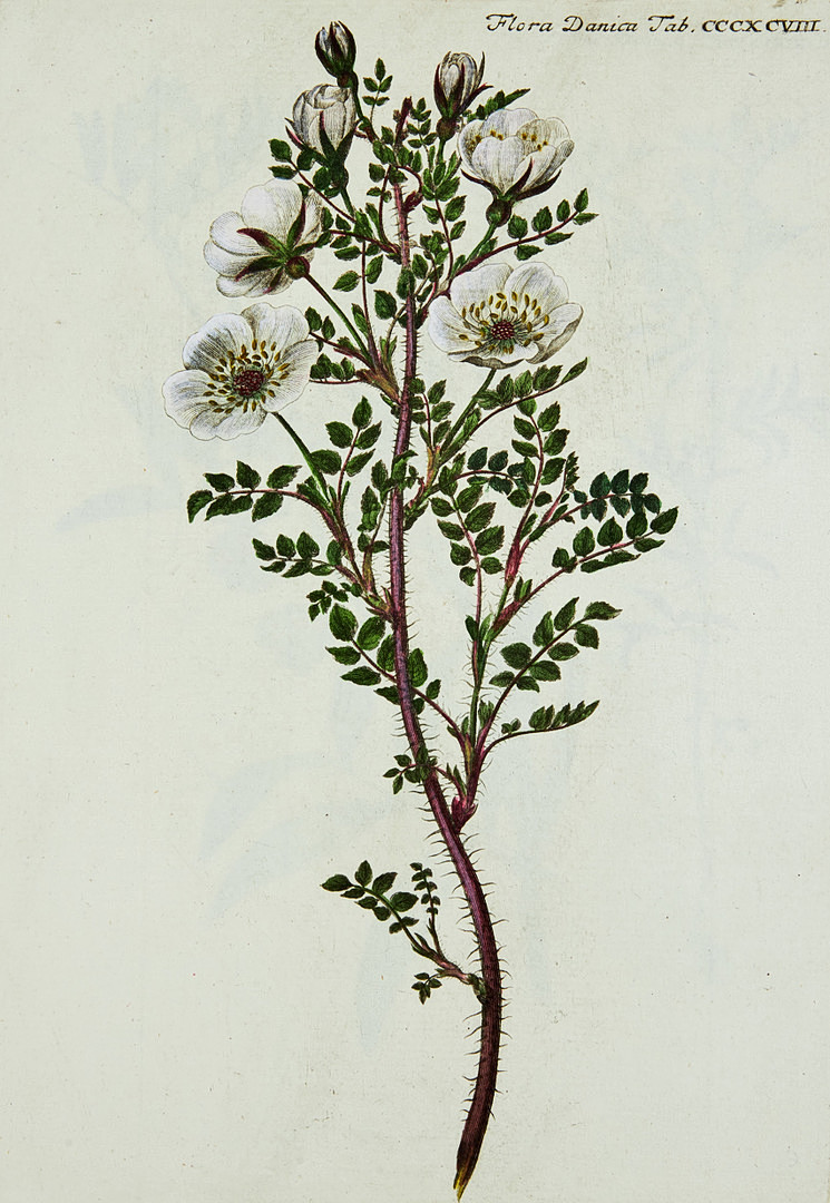 FAMOUS FLORA DANICA with almost 3000 plates, vol. III-XVII and Supplement in 17 volumes. and 3 more.