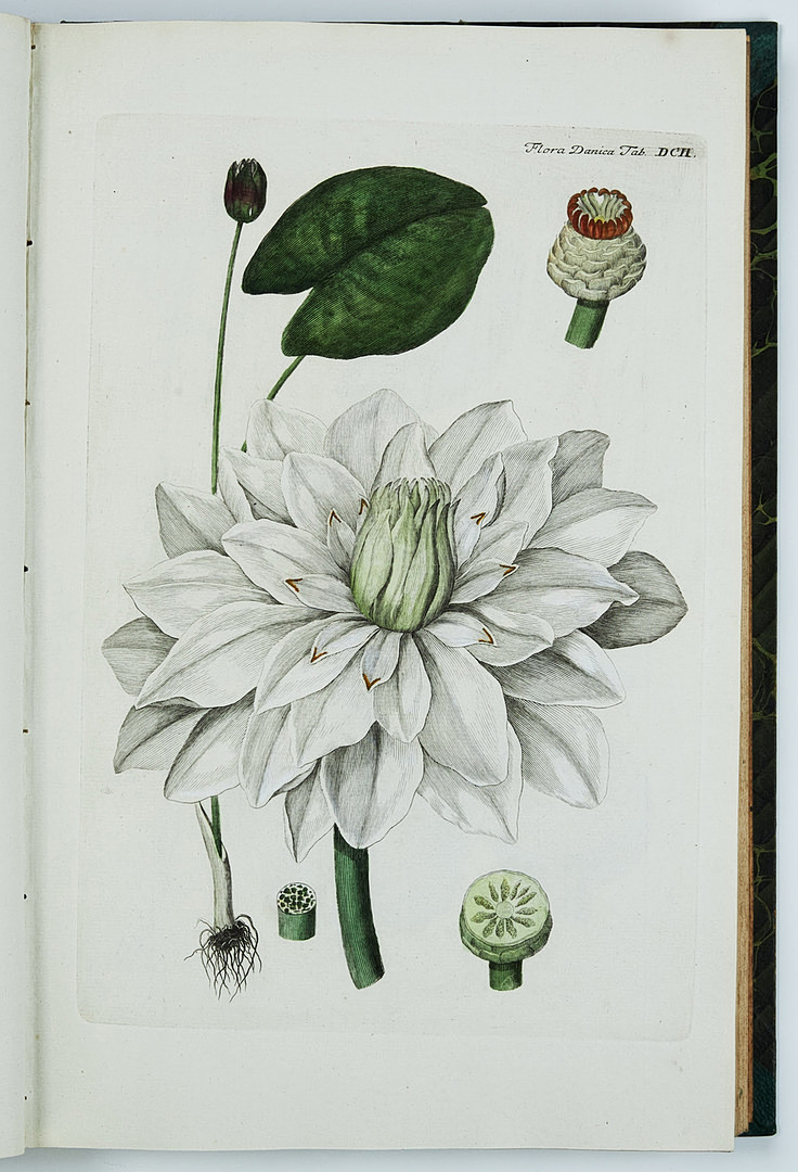 FAMOUS FLORA DANICA with almost 3000 plates, vol. III-XVII and Supplement in 17 volumes. and 3 more.