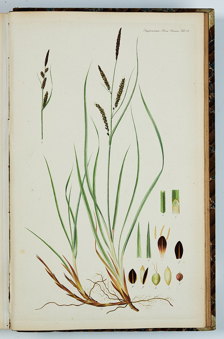 FAMOUS FLORA DANICA with almost 3000 plates, vol. III-XVII and Supplement in 17 volumes. and 3 more.