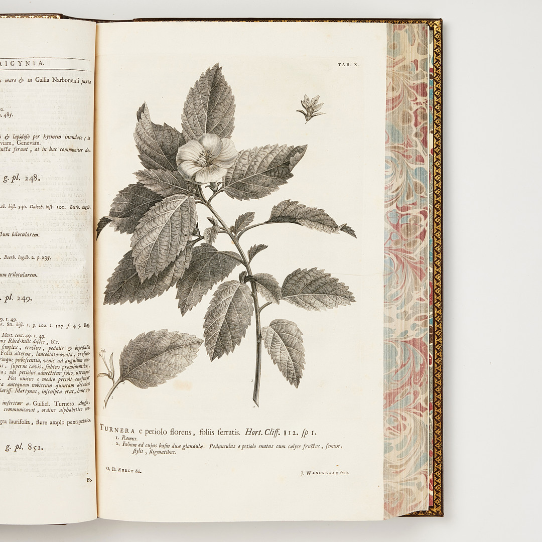 LINNAEUS'S HORTUS CLIFFORTIANUS, Amsterdam 1737.