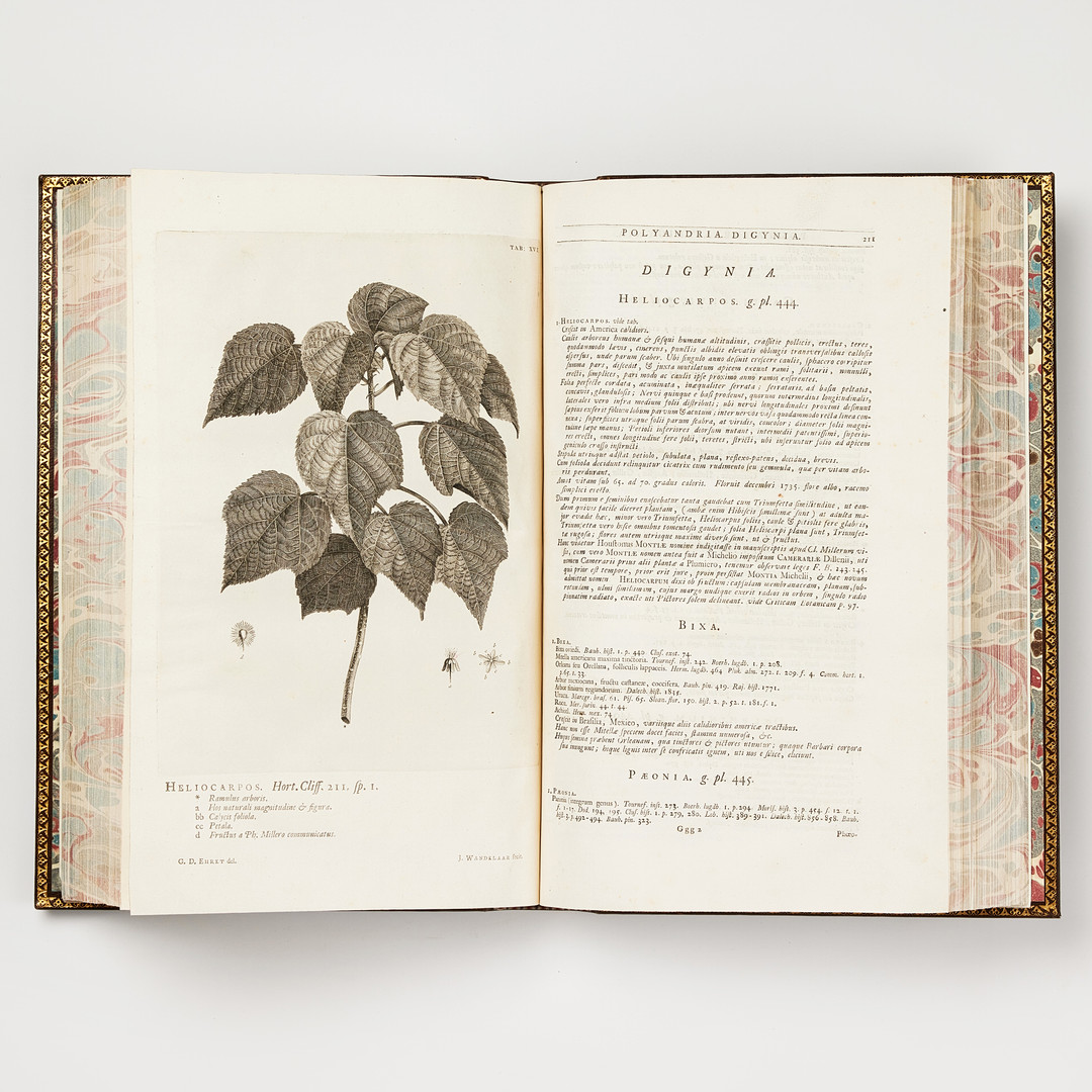 LINNAEUS'S HORTUS CLIFFORTIANUS, Amsterdam 1737.