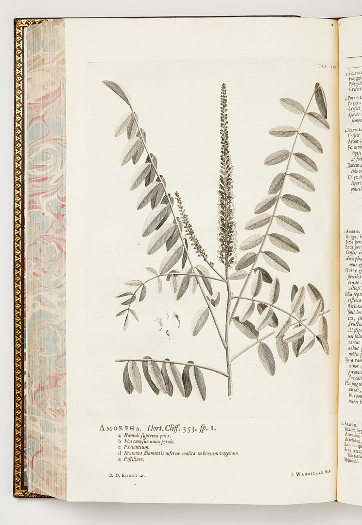 LINNAEUS'S HORTUS CLIFFORTIANUS, Amsterdam 1737.