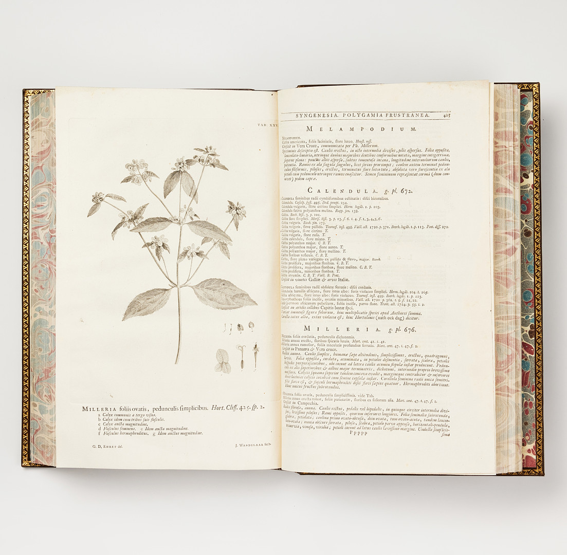 LINNAEUS'S HORTUS CLIFFORTIANUS, Amsterdam 1737.