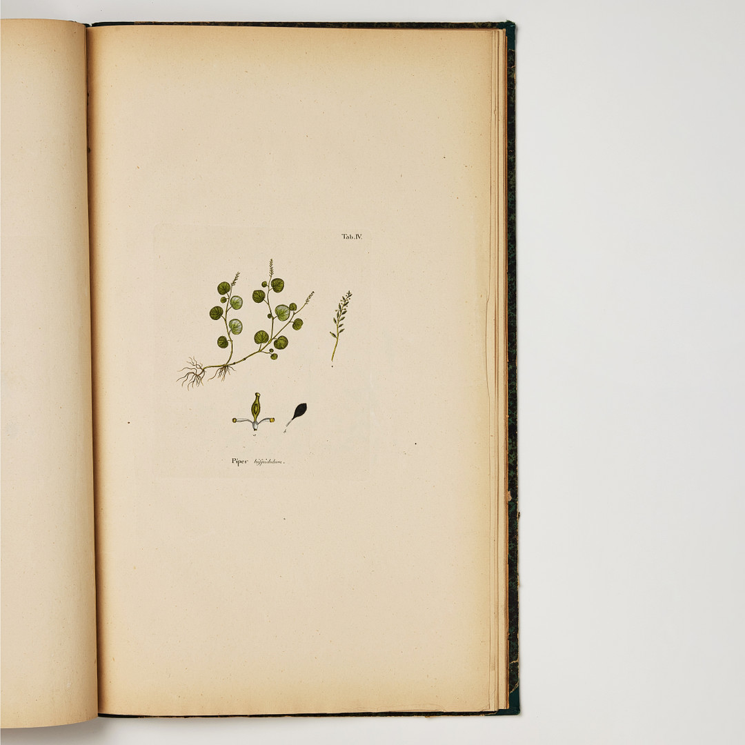 SWARTZ'S RARE WORK ON WEST-INDIAN PLANTS 1794-1801.