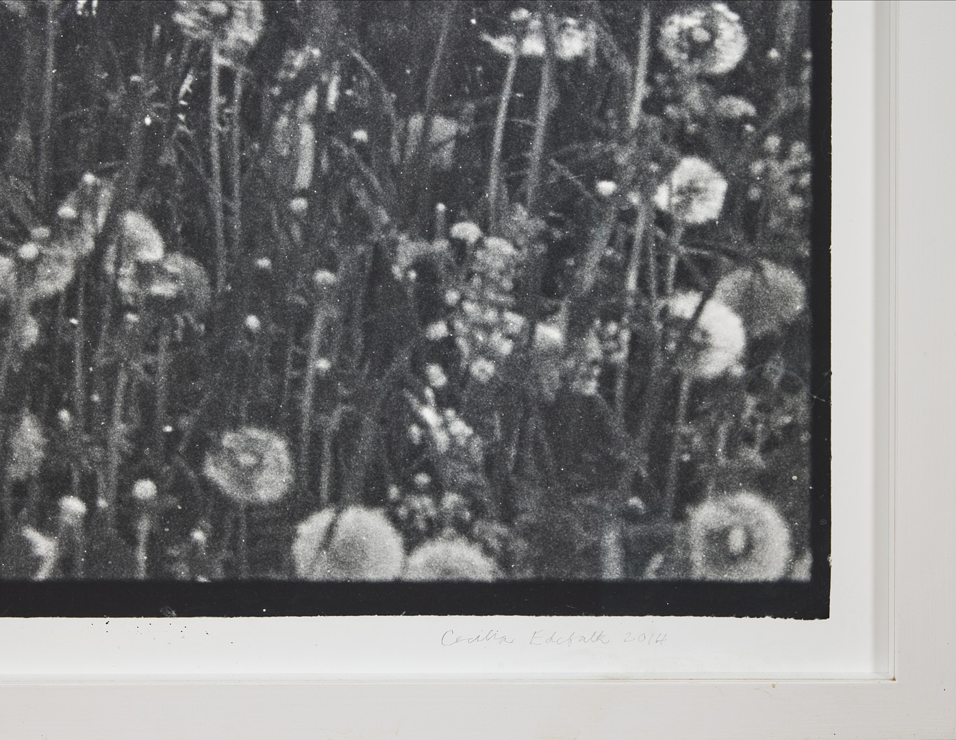 CECILIA EDEFALK.