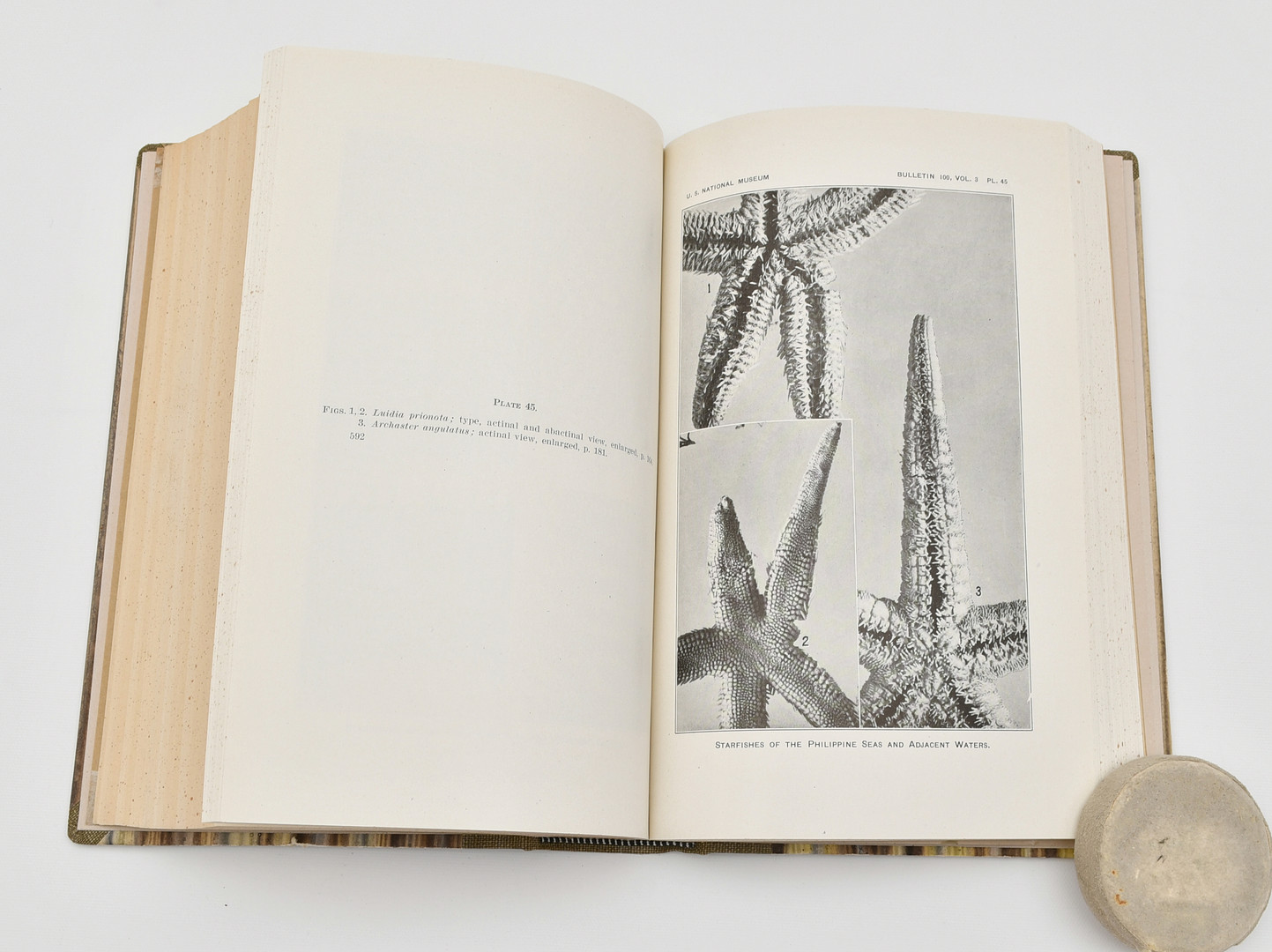 Starfishes of the Philippine Seas and Adjecent Waters by Walter K. Fisher.