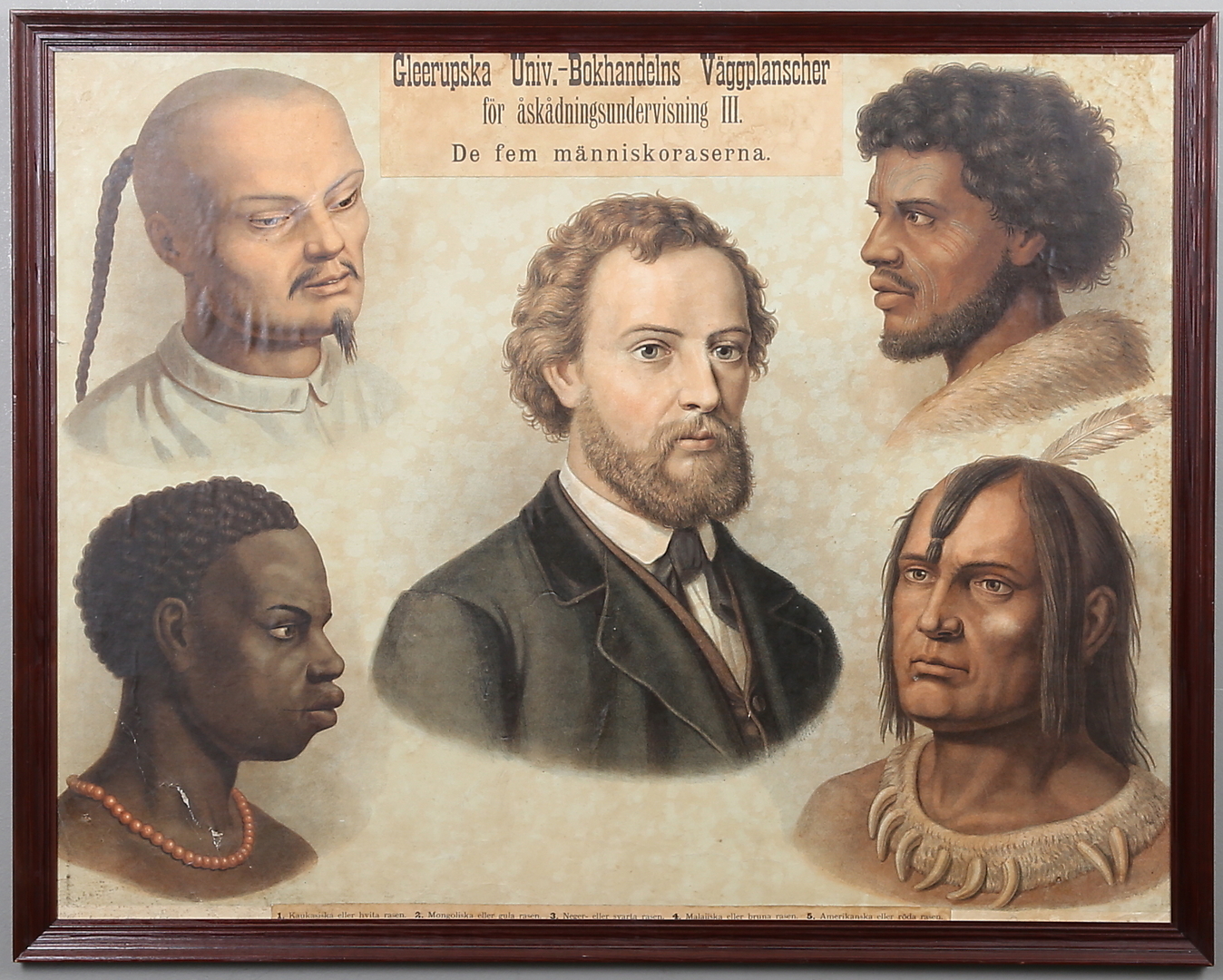 five human races