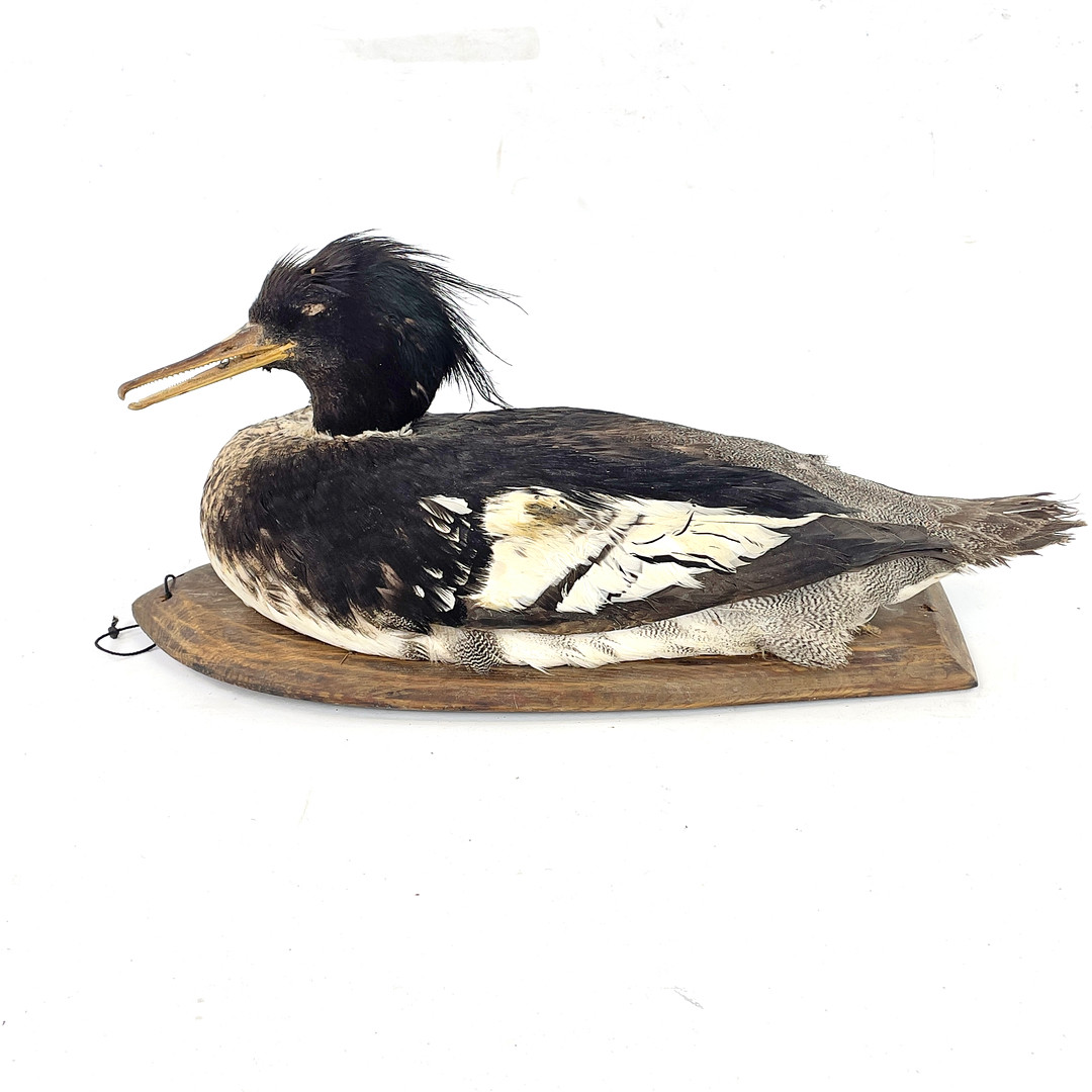 VETTE, taxidermi, Småskrake, Stig Sundblom, Föglö, Åland, 1980-tal.