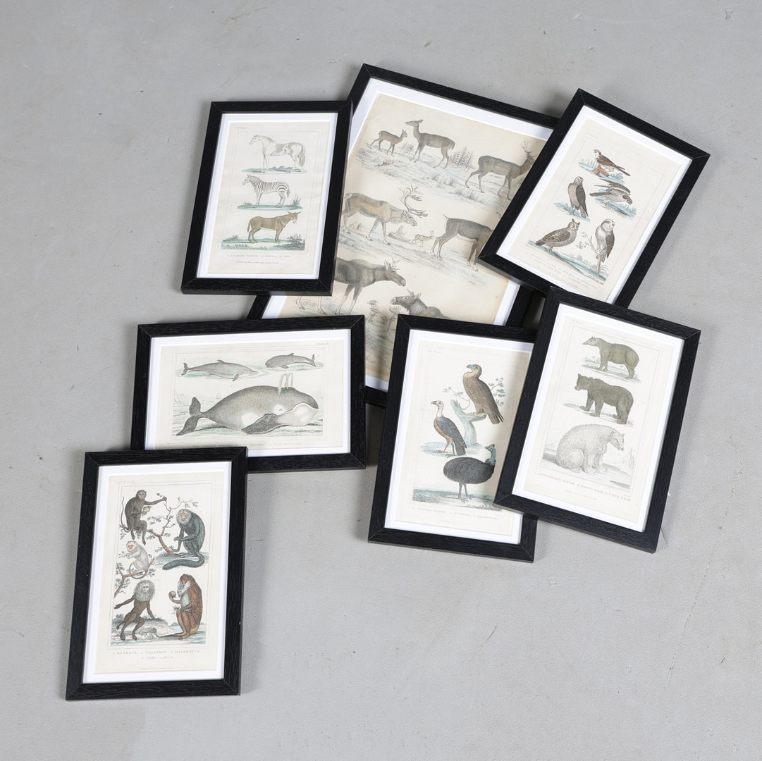 SEVEN NATURAL HISTORY PRINTS (7).