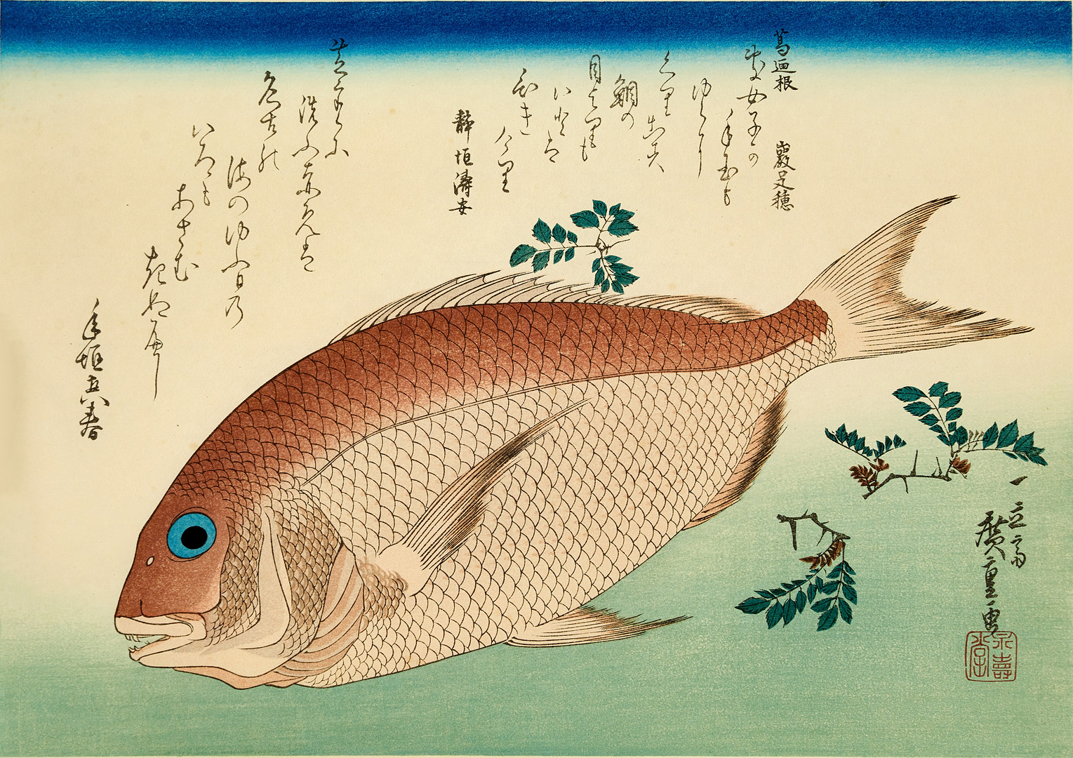 ANDO HIROSHIGE (1797-1858), efter, Havsruda och Sansho-grenar ur serien oliks fiskar "Uozukushi", träsnitt, 1900-tal.