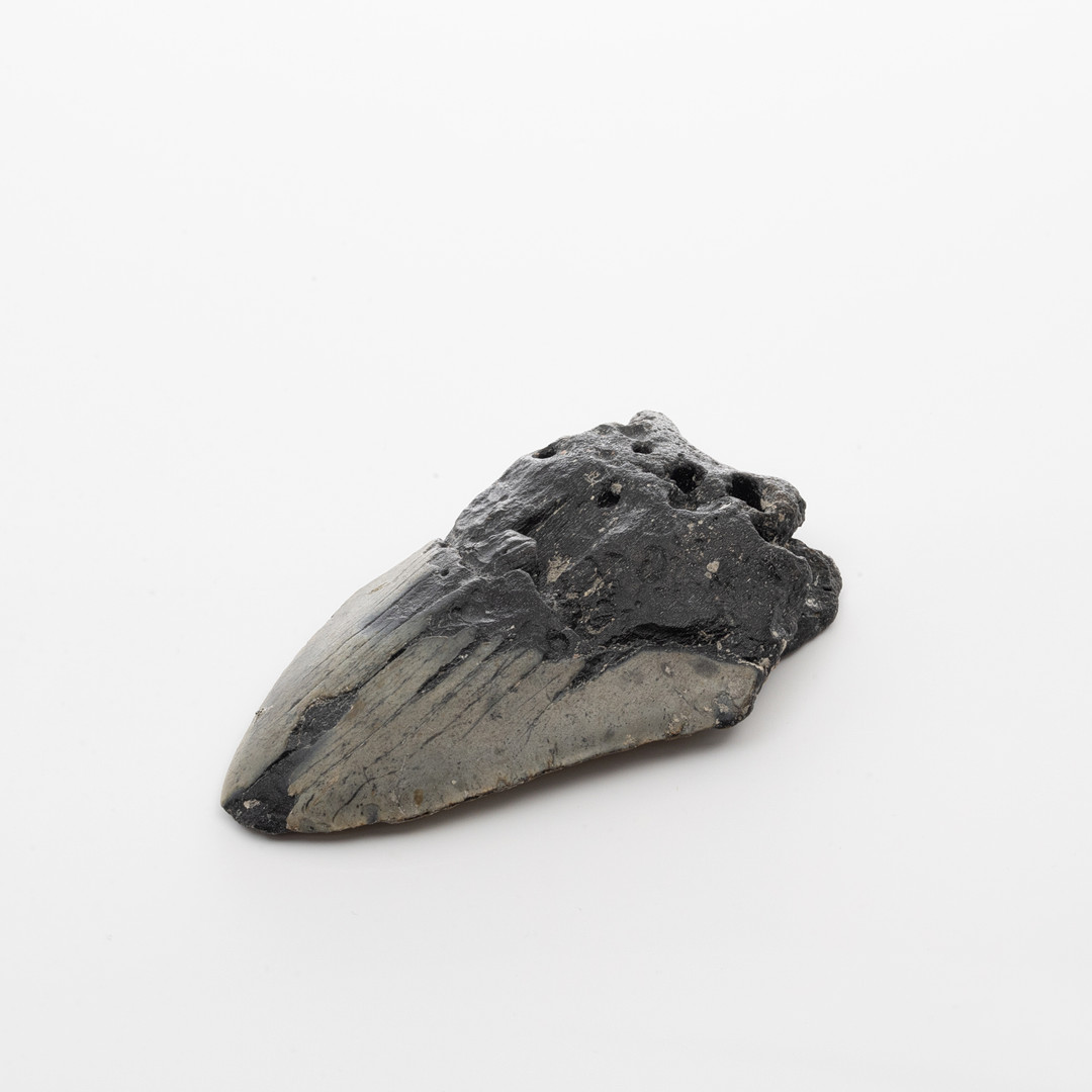 HAJTAND från Megalodon.