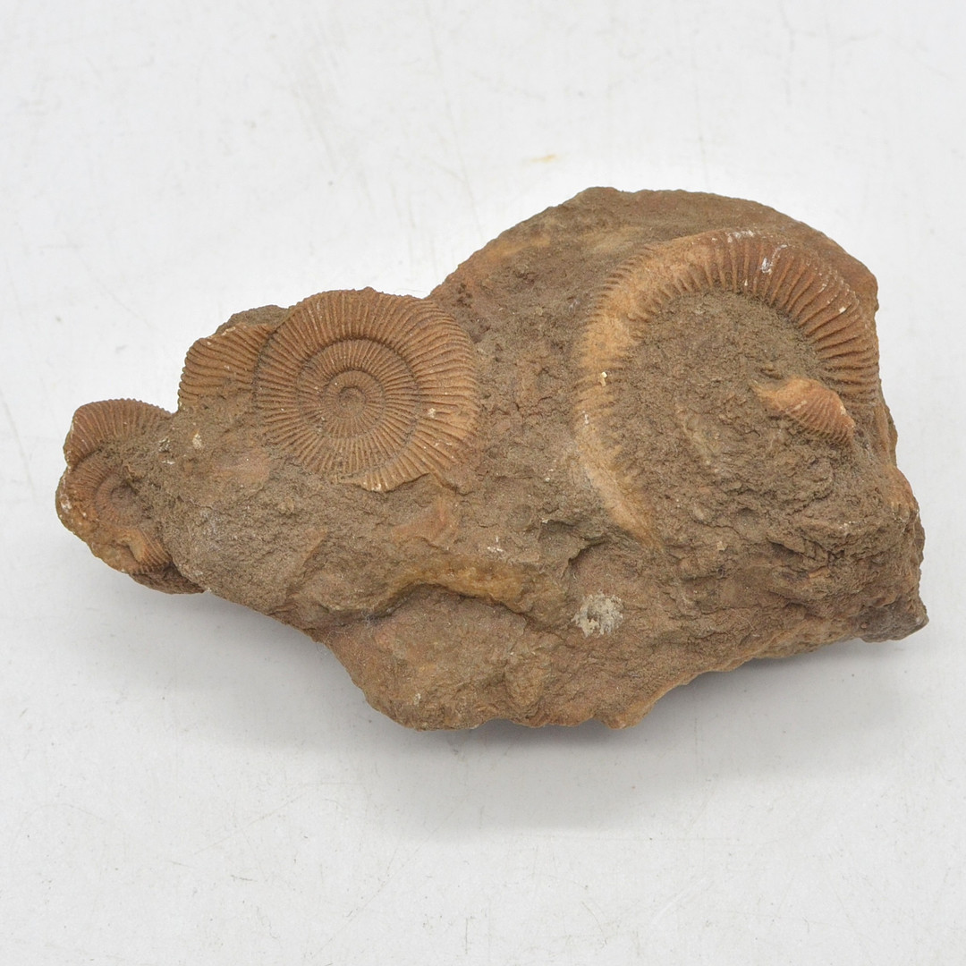 AMMONITEN-STUFEN, FÜNF DACTYLIOCERAS, UNTERJURA, CA. 183-174 MILLIONEN JAHRE.