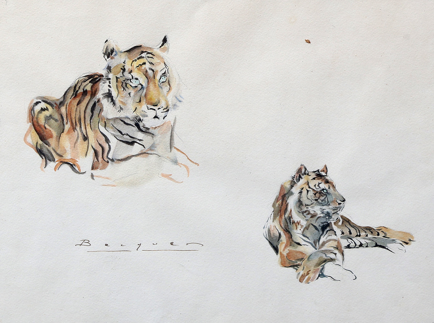 CARLES BÉCQUER DOMÍNGUEZ. Tigers.