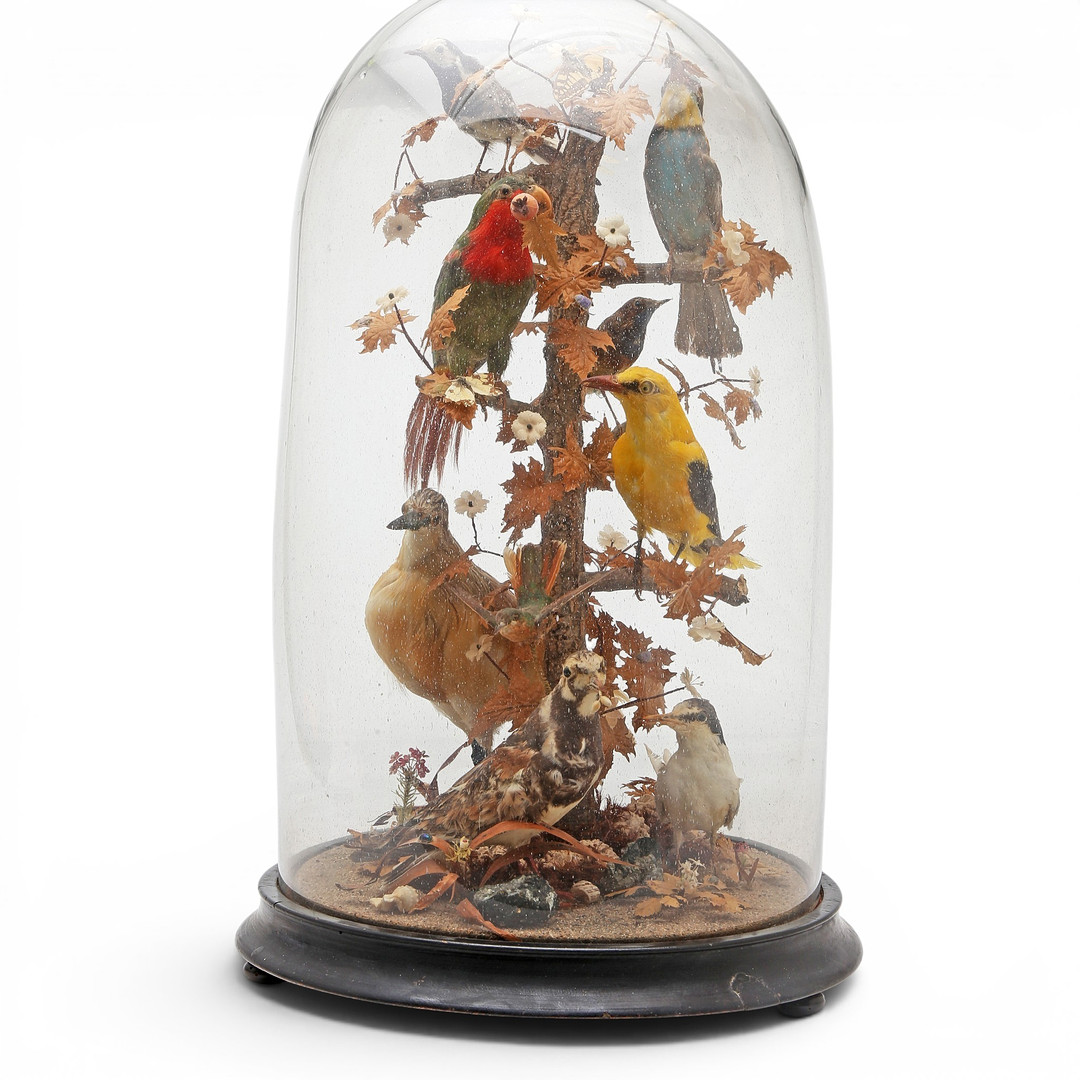 Victorian composition of taxidermy birds, butterflies and insects with glass dome, 19th century.