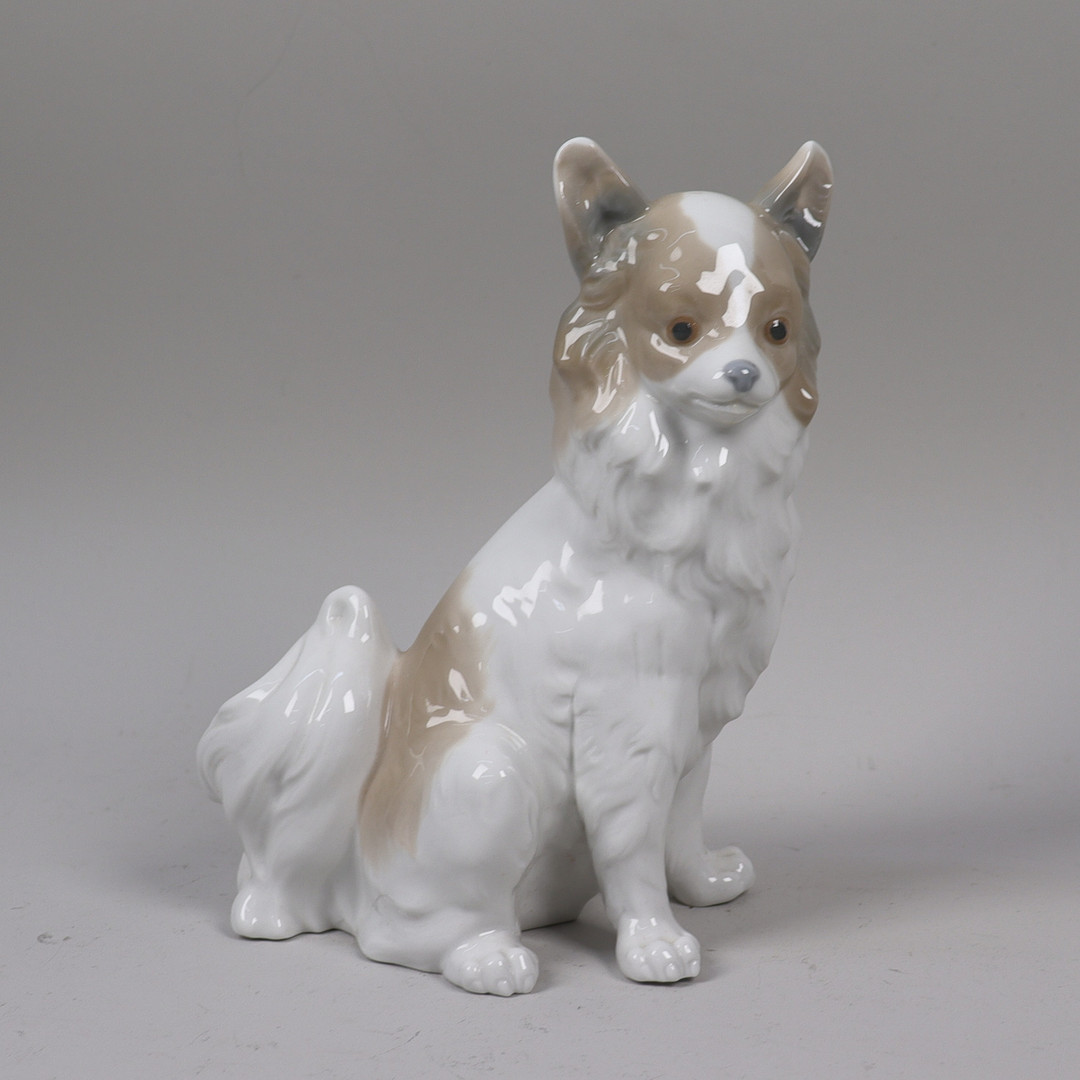 FIGURIN, NAO, Papillon Chihuahua, Spanien.