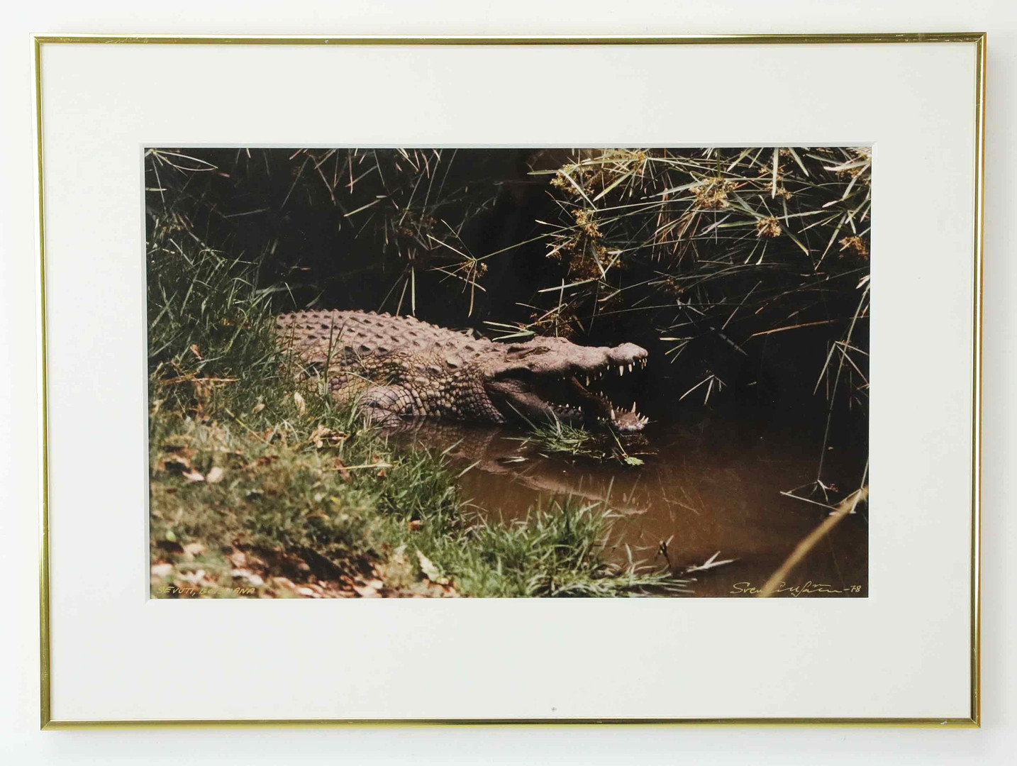 SVEN GILLSÄTER (1921–2001). Fotografi, "Krokodil, Savuti, Botswana", signerad, daterad -78.