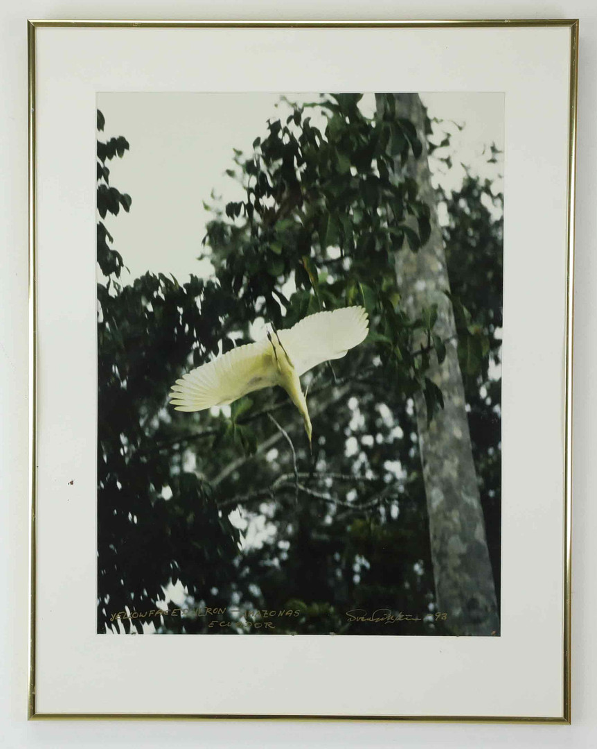 SVEN GILLSÄTER (1921–2001). Fotografi, "Flying blue faced Heron in the tropical forest -Amazonas, Equador, signerad och daterad -93.