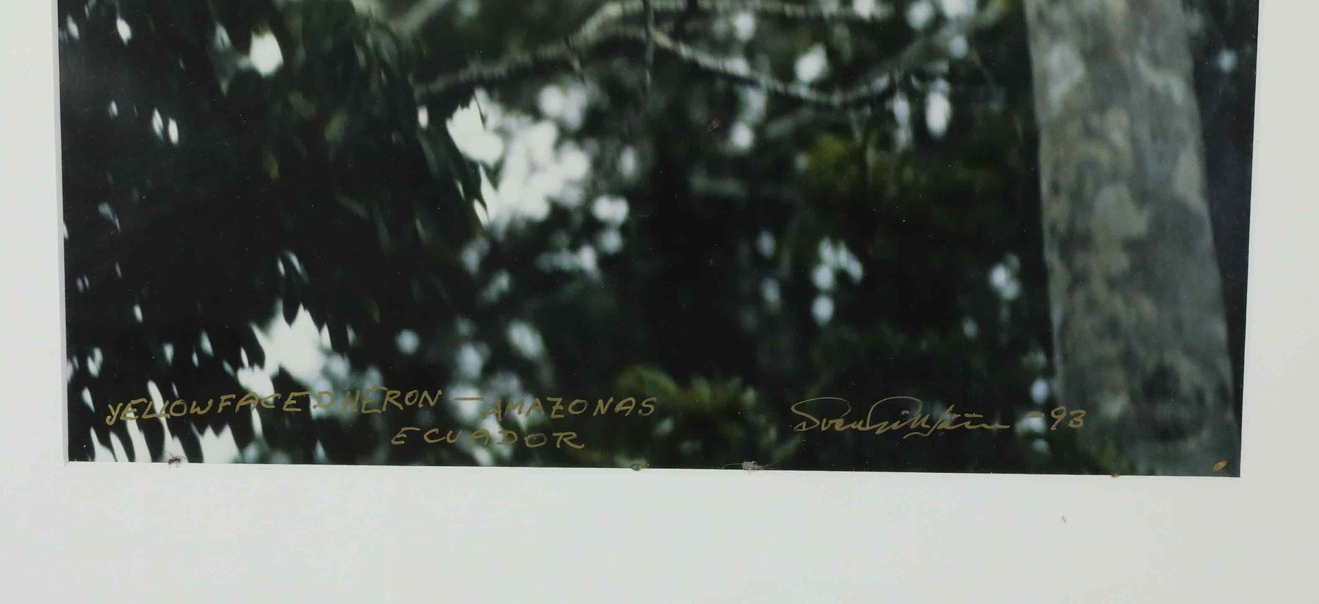 SVEN GILLSÄTER (1921–2001). Fotografi, "Flying blue faced Heron in the tropical forest -Amazonas, Equador, signerad och daterad -93.