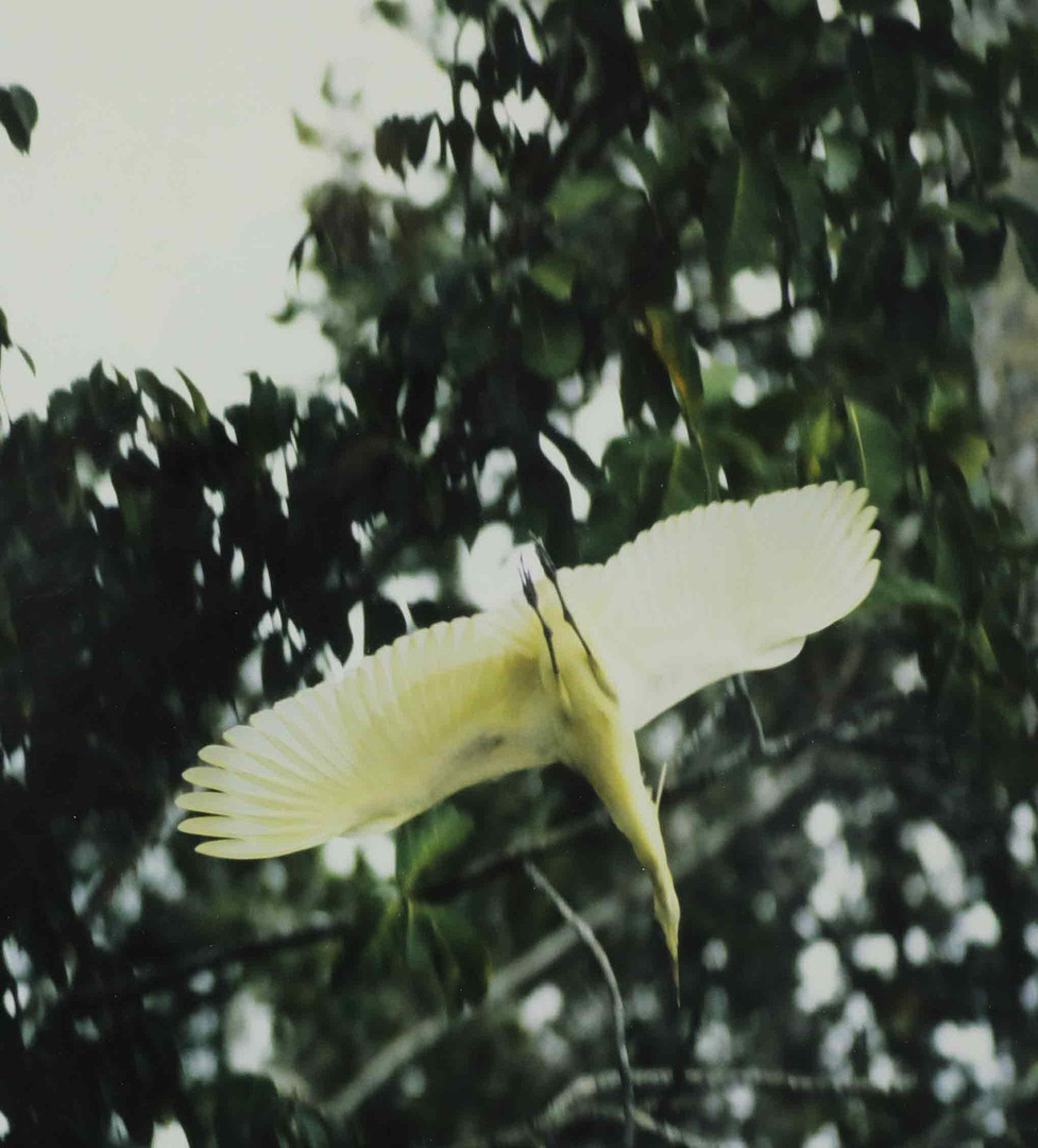 SVEN GILLSÄTER (1921–2001). Fotografi, "Flying blue faced Heron in the tropical forest -Amazonas, Equador, signerad och daterad -93.