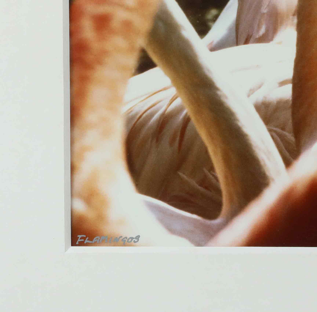SVEN GILLSÄTER (1921–2001). Fotografi, "Flamingos", signerad och daterad -82.