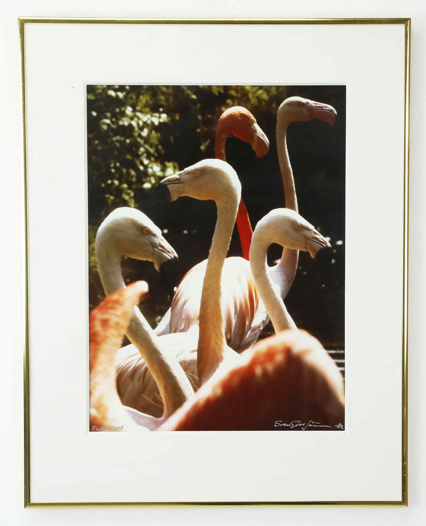 SVEN GILLSÄTER (1921–2001). Fotografi, "Flamingos", signerad och daterad -82.