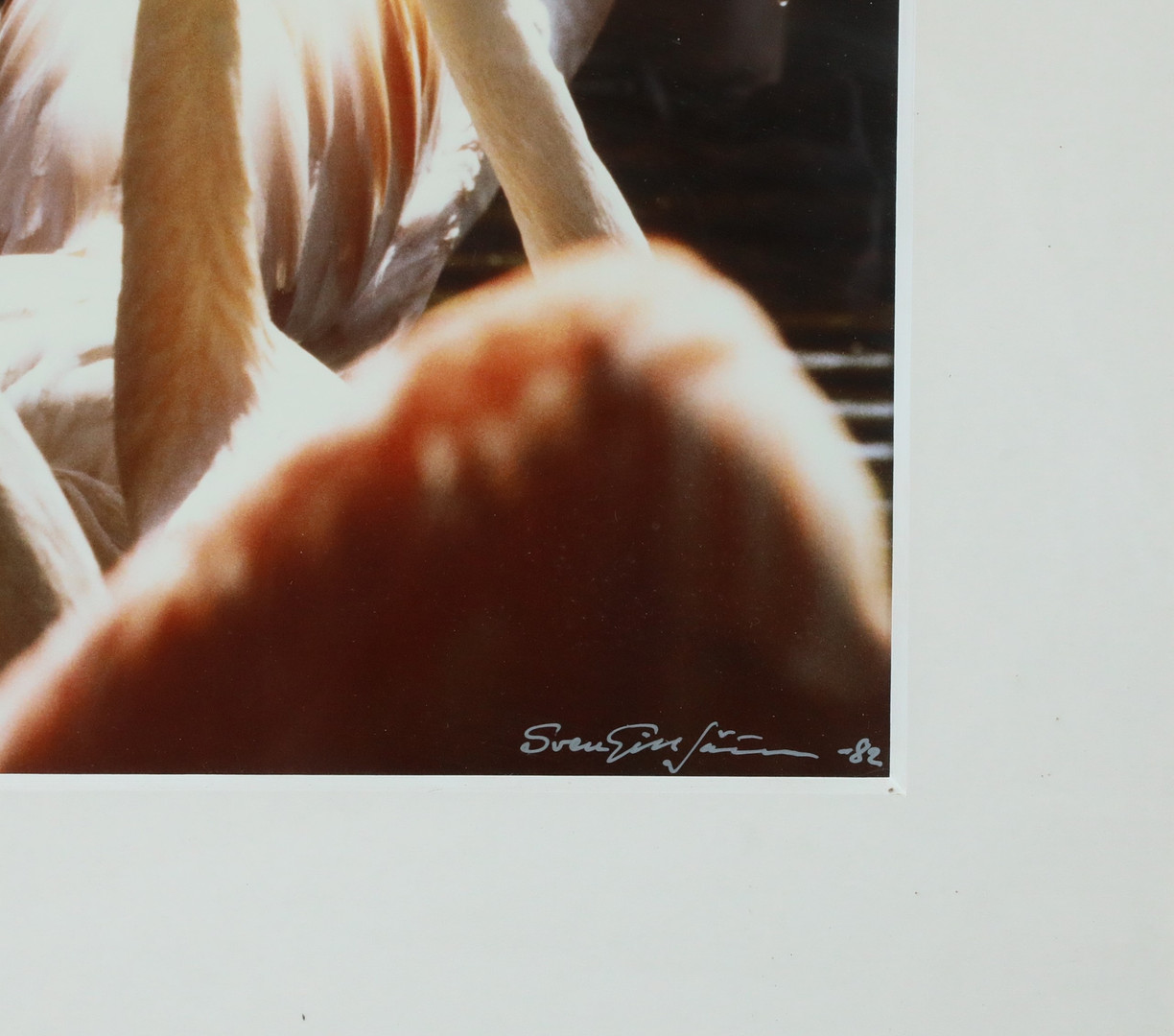 SVEN GILLSÄTER (1921–2001). Fotografi, "Flamingos", signerad och daterad -82.