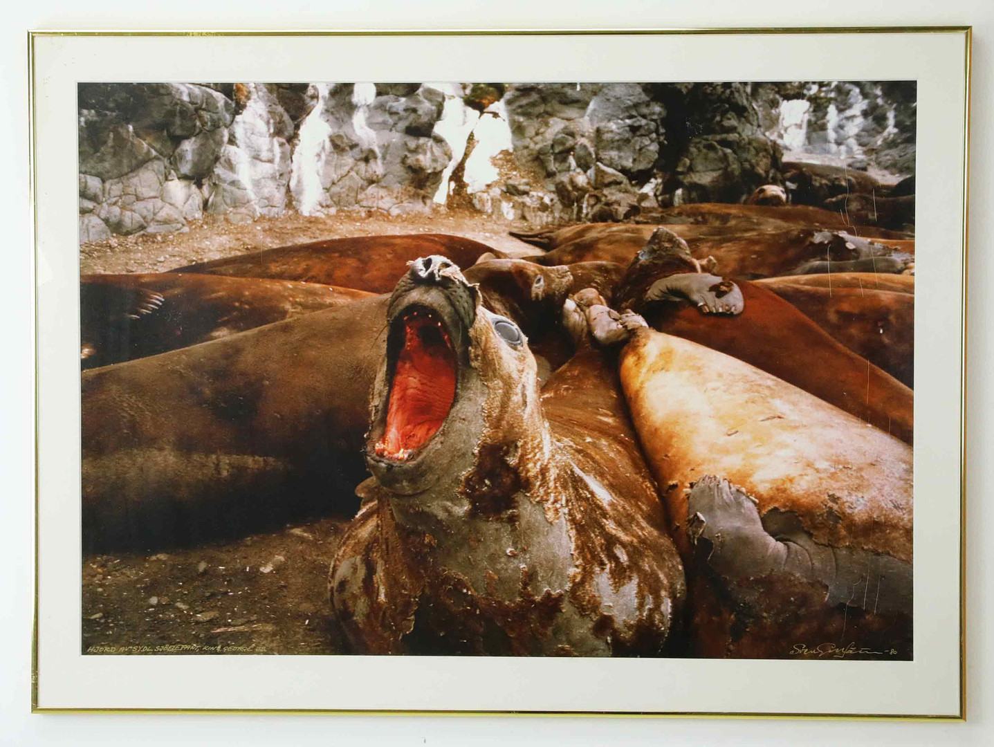 SVEN GILLSÄTER (1921–2001). Fotografi, "Hjord av Sydl. Sjöelefant, King George Island, signerad och daterad -80.