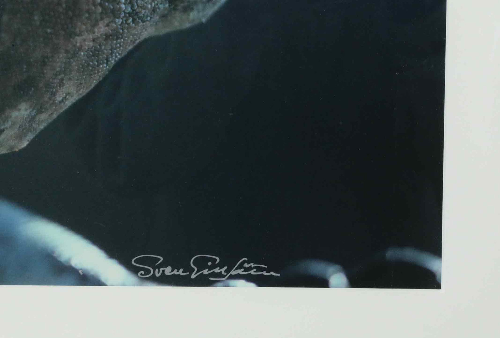 SVEN GILLSÄTER (1921–2001). Fotografi, "Havsleguan", signerad.