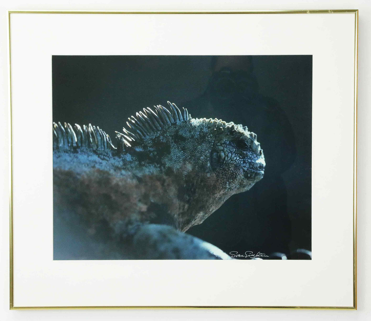SVEN GILLSÄTER (1921–2001). Fotografi, "Havsleguan", signerad.