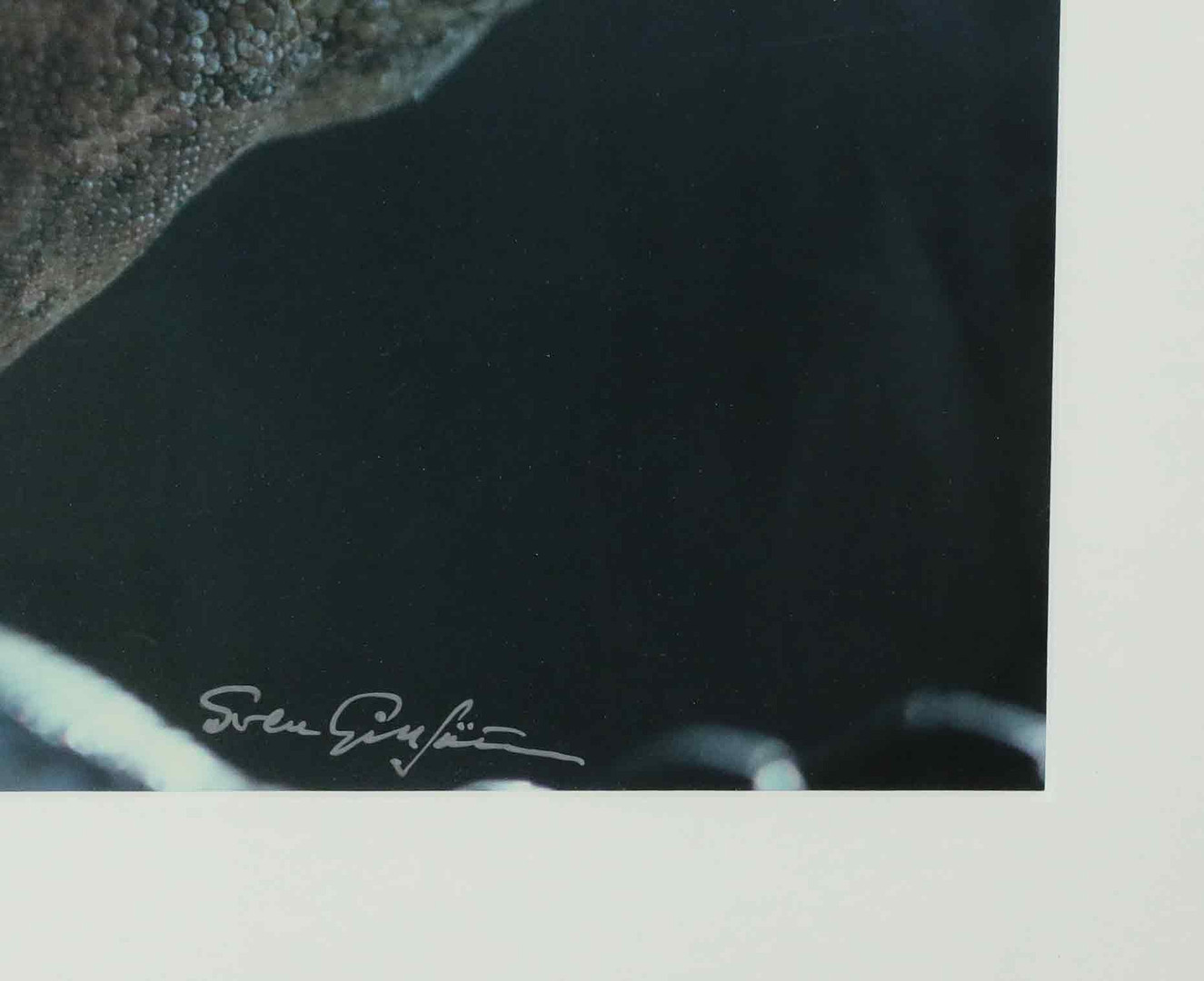SVEN GILLSÄTER (1921–2001). Fotografi, Havsödla, signerad.