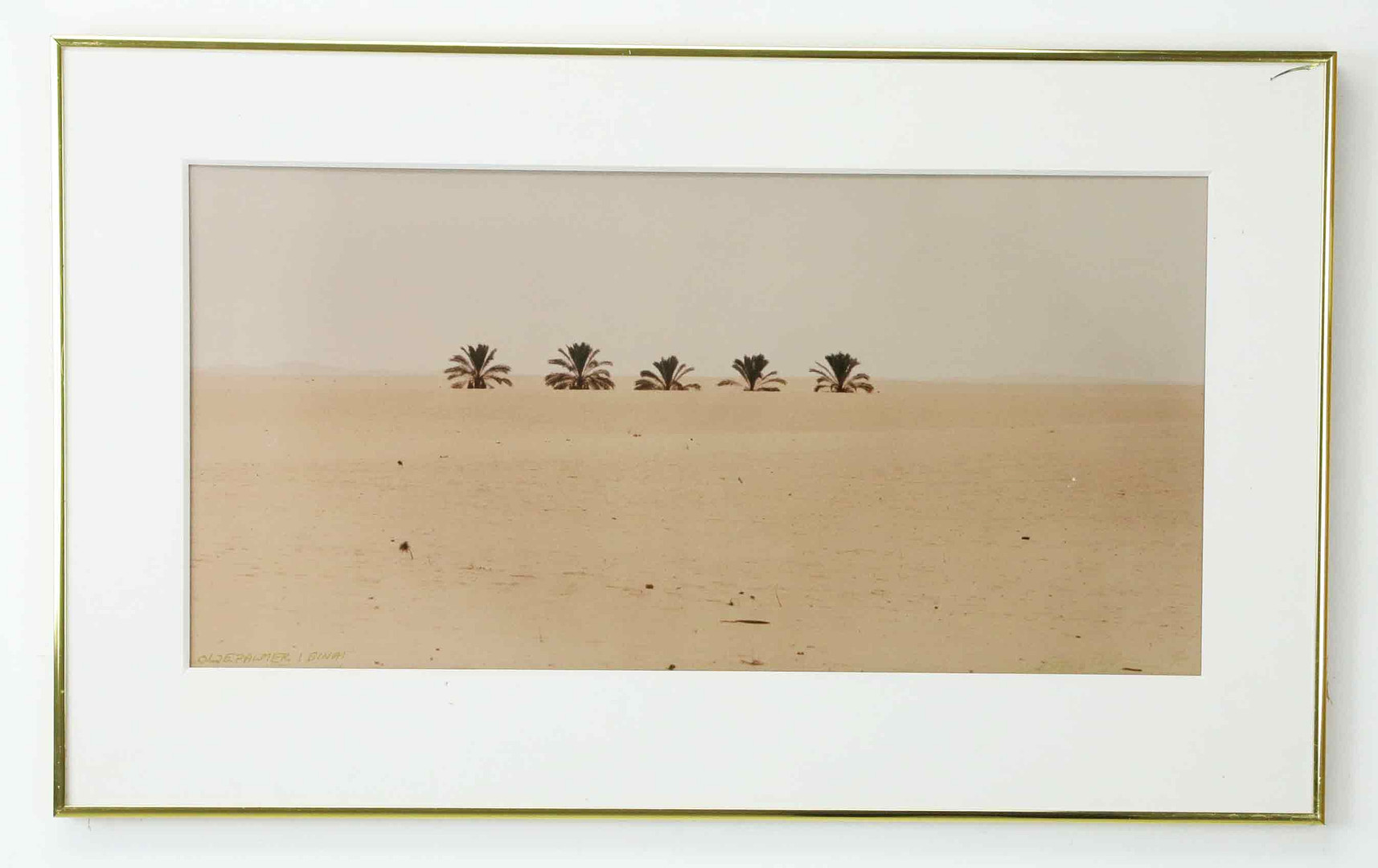 SVEN GILLSÄTER (1921–2001). Fotografi, "Oljepalmer i Sinai", signerad, daterad 75.