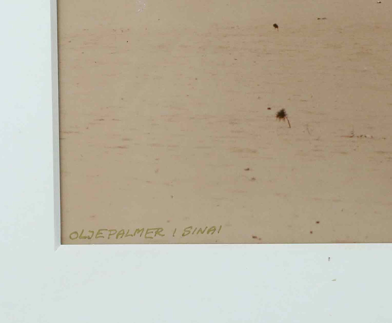 SVEN GILLSÄTER (1921–2001). Fotografi, "Oljepalmer i Sinai", signerad, daterad 75.