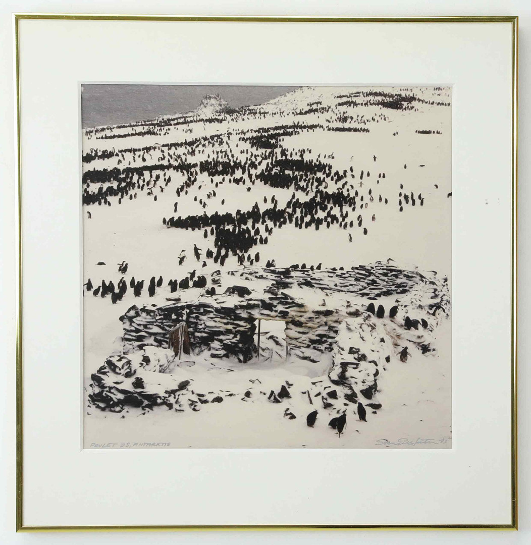 SVEN GILLSÄTER (1921–2001). Fotografi, "Pingviner, Paulet Island, Antarktis", signerad, daterad 83.