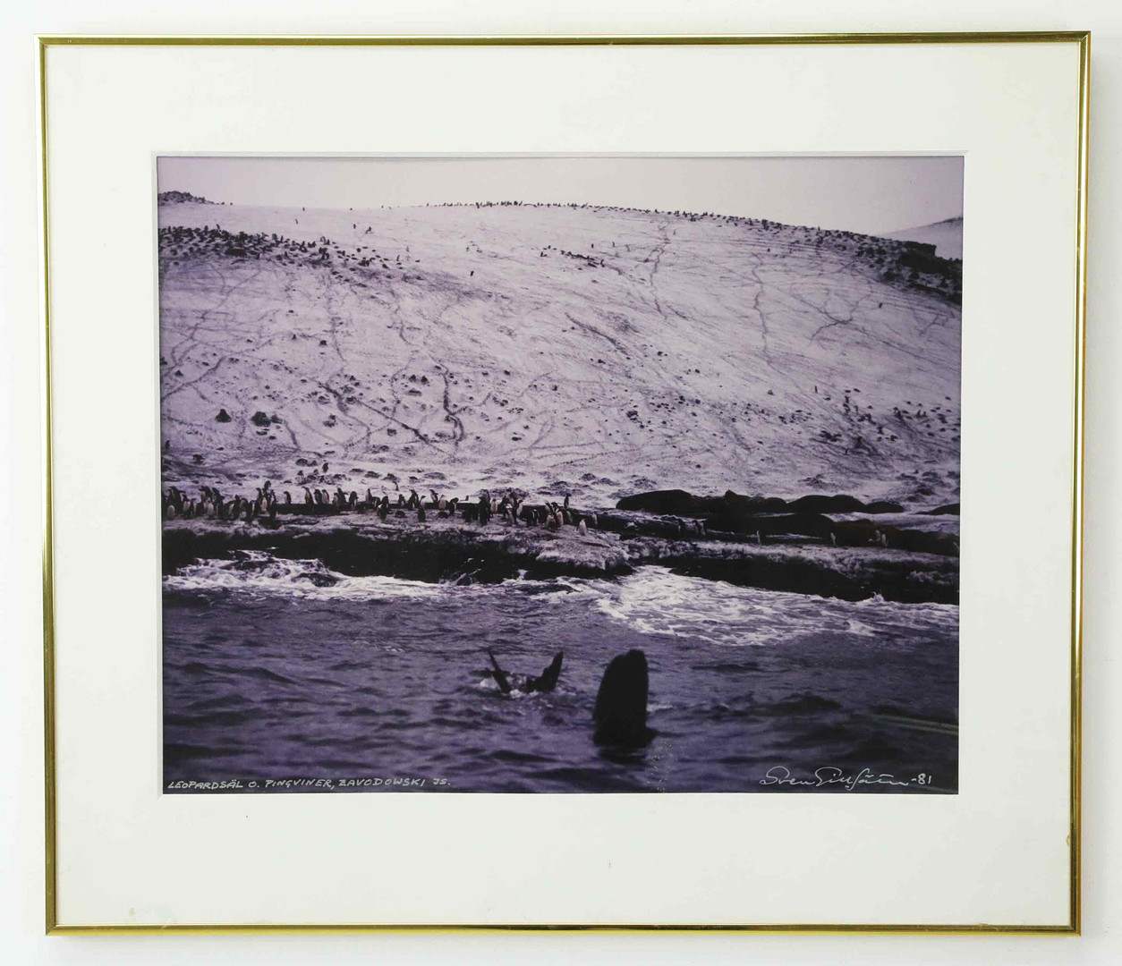 SVEN GILLSÄTER (1921–2001). Fotografi, "Leopardsäl o Pingviner, Zawodoski Island. Signerad och daterad -81.