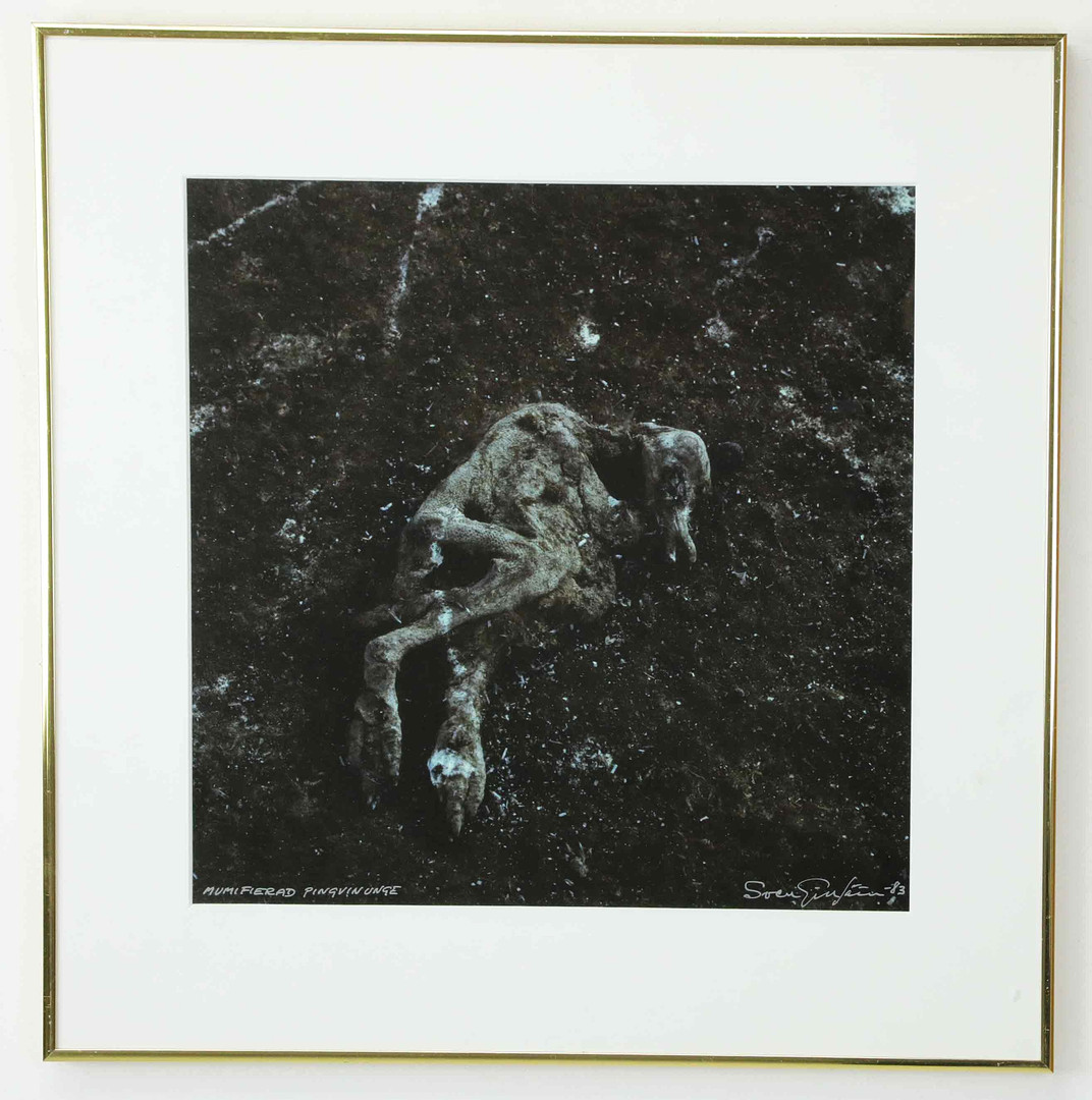 SVEN GILLSÄTER (1921–2001). fotografi, "Mumifierad pingvinunge", signerad, daterad 83.