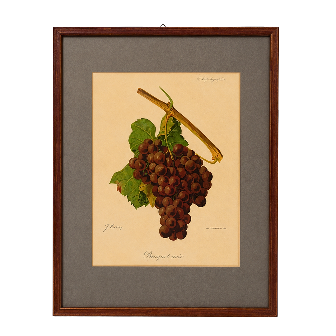 FARBLITHOGRAFIE, WEINTRAUBE „BRAQUET NOIR“, AMPÉLOGRAPHIE, J. TRONCY.