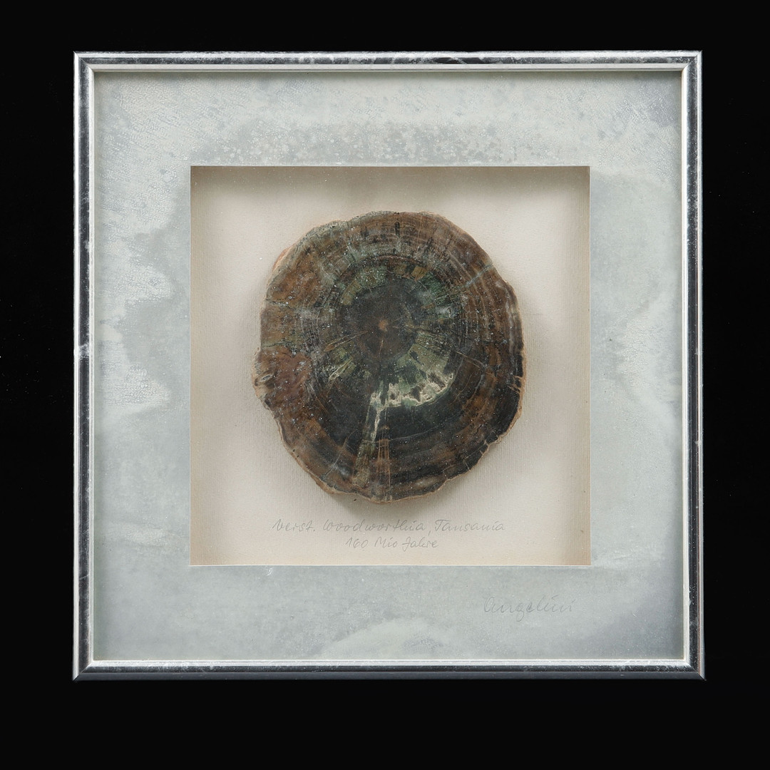 FÖRSTENAT TRÄ, fossil.