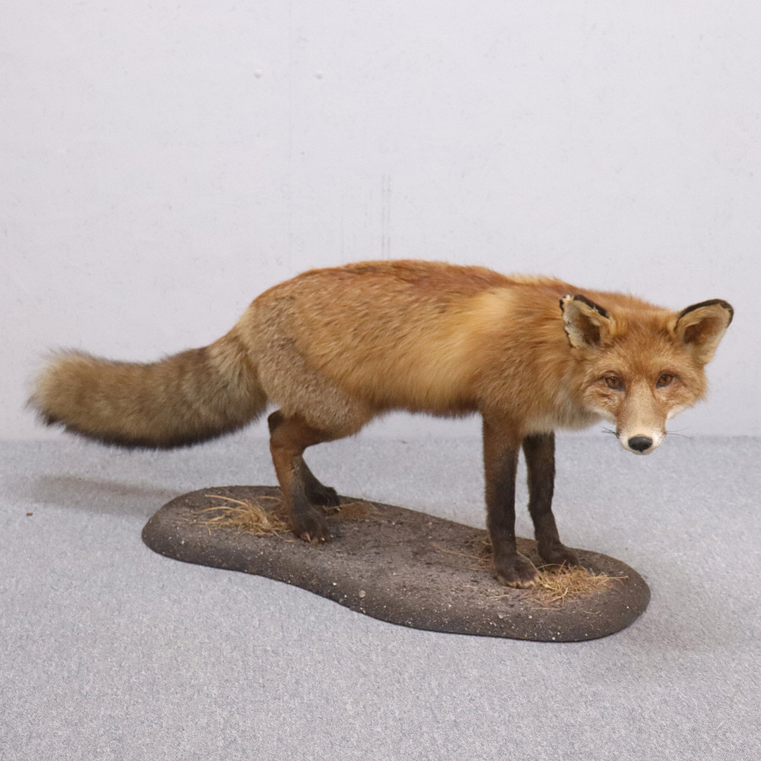 TAXIDERMI, rödräv (Vulpes vulpes).