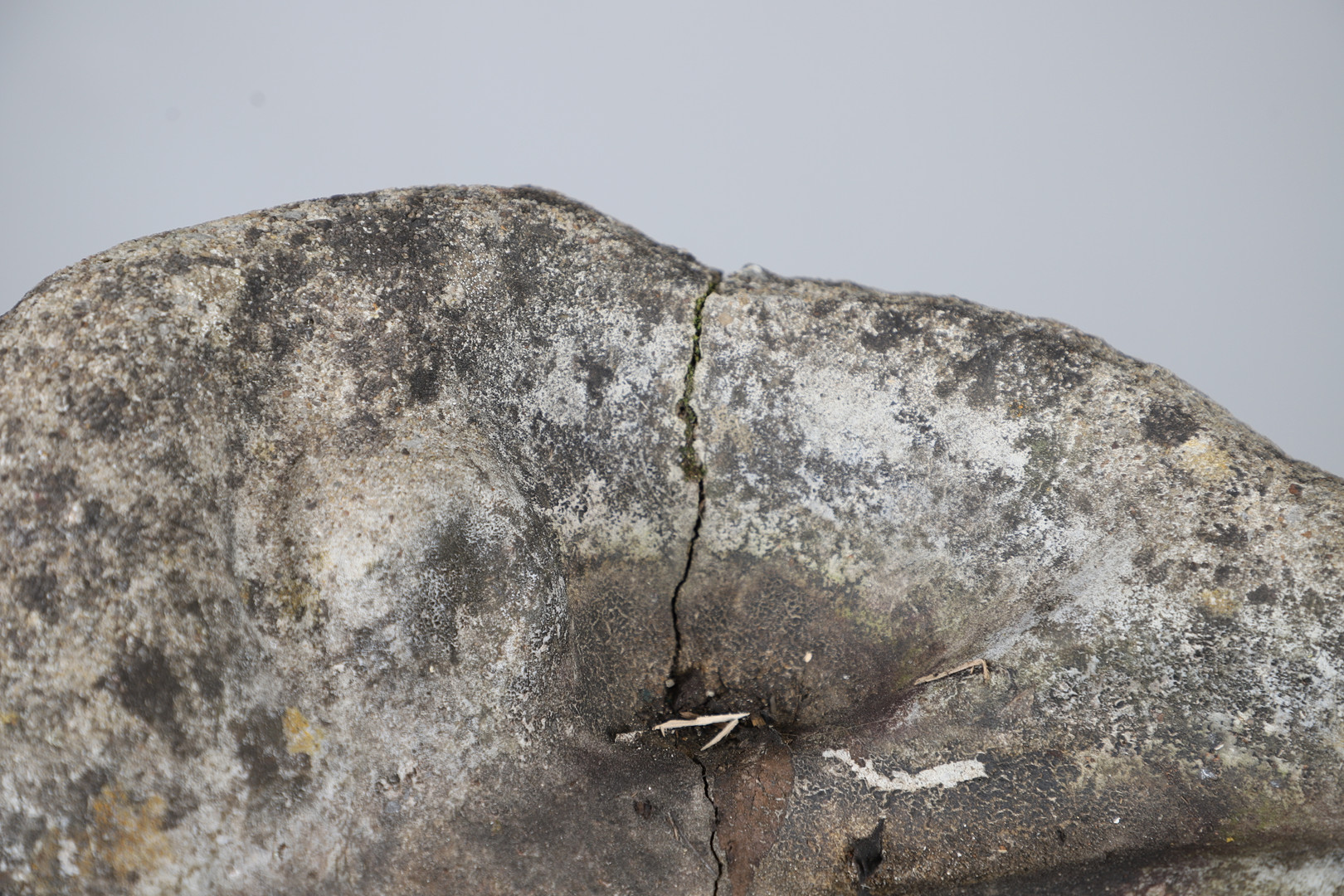 A CONCRETE SHELL SHAPED BIRD BATH.
