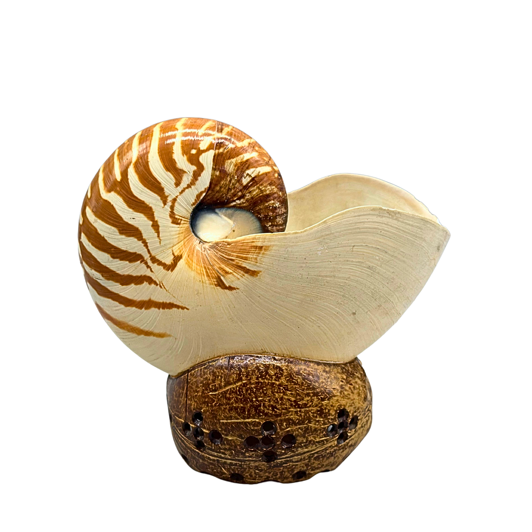 ECHTE NAUTILUS MUSCHEL AUF EINEM SOCKEL.
