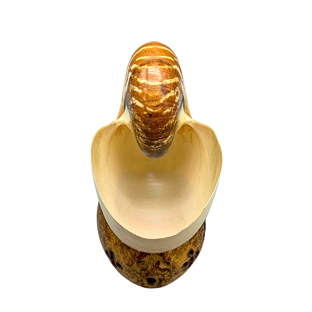 ECHTE NAUTILUS MUSCHEL AUF EINEM SOCKEL.